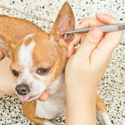 7 Natural Remedies for Fleas and Ticks