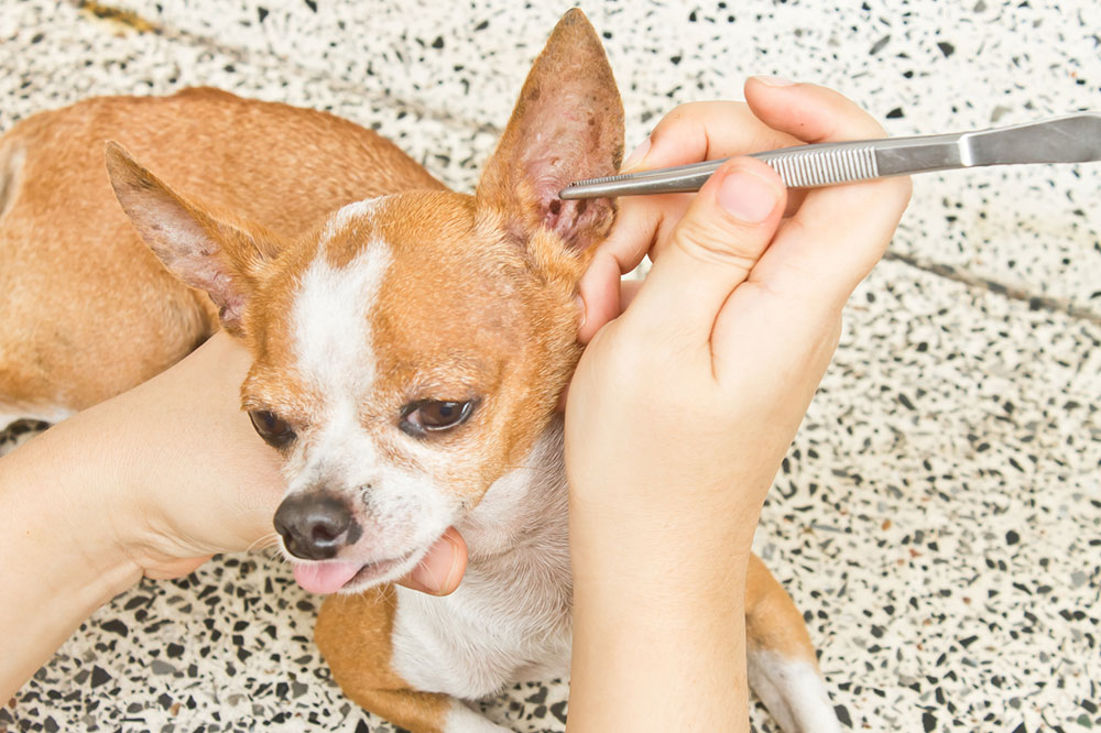 7 Natural Remedies for Fleas and Ticks
