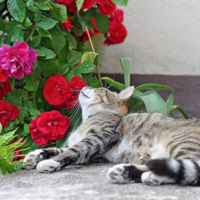 8 of the Most Toxic Plants for Cats