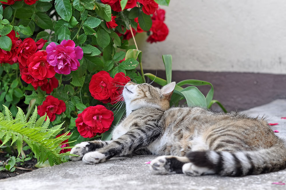 8 of the Most Toxic Plants for Cats