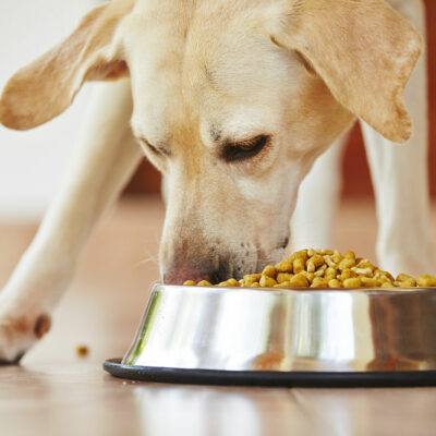 Leading Causes of Food Allergies in Dogs