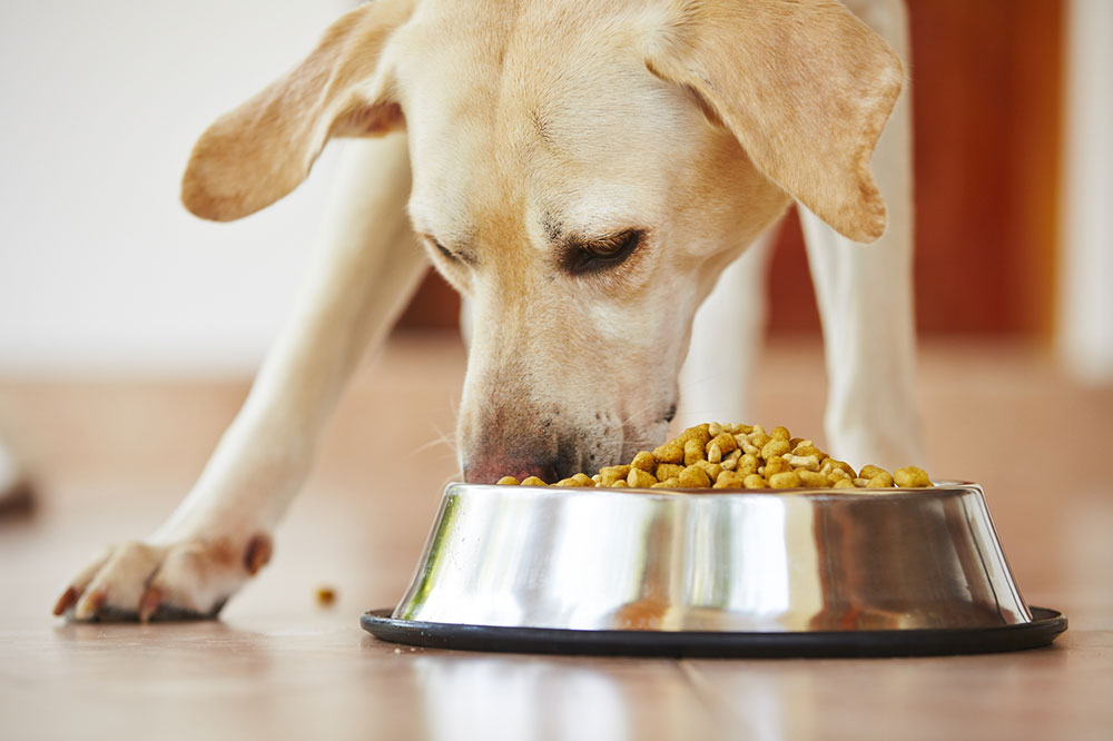 Leading Causes of Food Allergies in Dogs