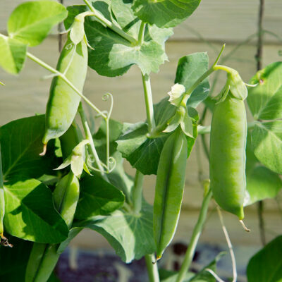 Trigger Foods for Ulcerative Colitis
