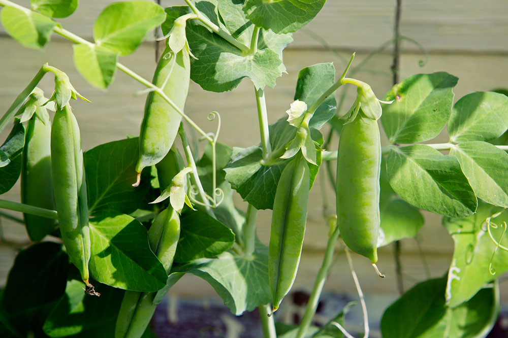 Trigger Foods for Ulcerative Colitis